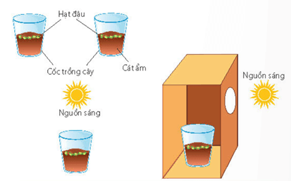 Lý thuyết Sinh 11 Kết nối tri thức Bài 16: Thực hành: Cảm ứng ở thực vật
