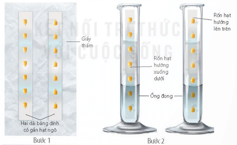 Lý thuyết Sinh 11 Kết nối tri thức Bài 16: Thực hành: Cảm ứng ở thực vật