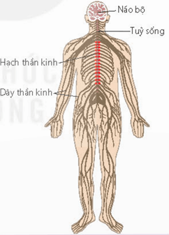 Lý thuyết Sinh 11 Kết nối tri thức Bài 17: Cảm ứng ở động vật