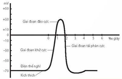 Lý thuyết Sinh 11 Kết nối tri thức Bài 17: Cảm ứng ở động vật