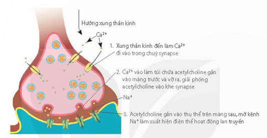 Lý thuyết Sinh 11 Kết nối tri thức Bài 17: Cảm ứng ở động vật