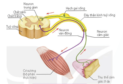 Lý thuyết Sinh 11 Kết nối tri thức Bài 17: Cảm ứng ở động vật