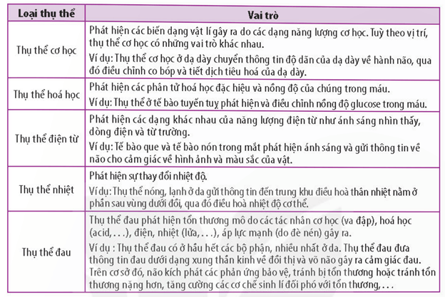 Lý thuyết Sinh 11 Kết nối tri thức Bài 17: Cảm ứng ở động vật