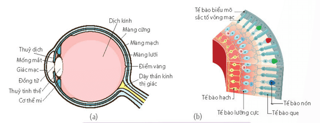 Lý thuyết Sinh 11 Kết nối tri thức Bài 17: Cảm ứng ở động vật