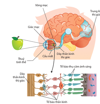 Lý thuyết Sinh 11 Kết nối tri thức Bài 17: Cảm ứng ở động vật