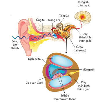 Lý thuyết Sinh 11 Kết nối tri thức Bài 17: Cảm ứng ở động vật