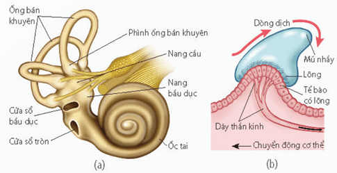 Lý thuyết Sinh 11 Kết nối tri thức Bài 17: Cảm ứng ở động vật