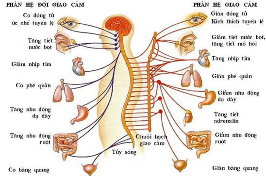 Lý thuyết Sinh 11 Kết nối tri thức Bài 17: Cảm ứng ở động vật