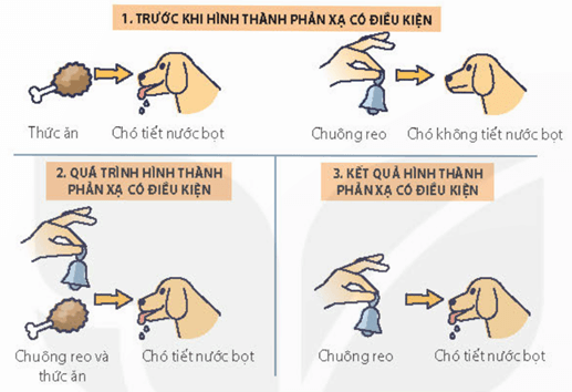 Lý thuyết Sinh 11 Kết nối tri thức Bài 17: Cảm ứng ở động vật