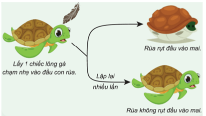 Lý thuyết Sinh 11 Kết nối tri thức Bài 18: Tập tính ở động vật