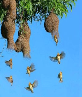 Lý thuyết Sinh 11 Kết nối tri thức Bài 18: Tập tính ở động vật