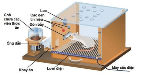 Lý thuyết Sinh 11 Kết nối tri thức Bài 18: Tập tính ở động vật
