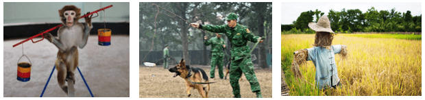 Lý thuyết Sinh 11 Kết nối tri thức Bài 18: Tập tính ở động vật