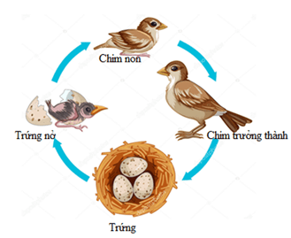 Lý thuyết Sinh 11 Kết nối tri thức Bài 19: Khái quát về sinh trưởng và phát triển ở sinh vật