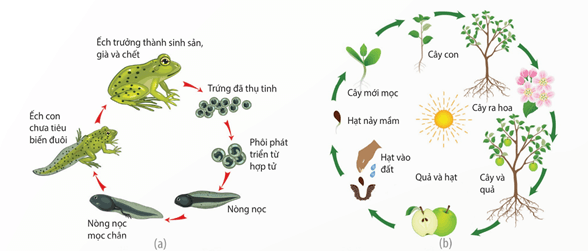 Lý thuyết Sinh 11 Kết nối tri thức Bài 19: Khái quát về sinh trưởng và phát triển ở sinh vật