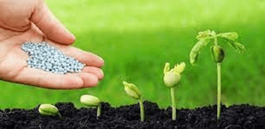 Lý thuyết Sinh 11 Kết nối tri thức Bài 19: Khái quát về sinh trưởng và phát triển ở sinh vật