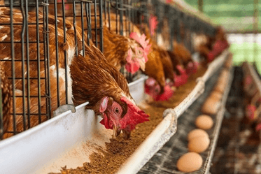 Lý thuyết Sinh 11 Kết nối tri thức Bài 19: Khái quát về sinh trưởng và phát triển ở sinh vật