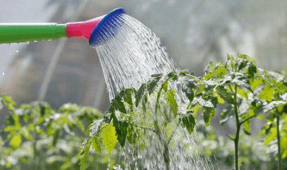 Lý thuyết Sinh 11 Kết nối tri thức Bài 2: Trao đổi nước và khoáng ở thực vật