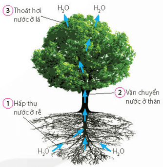 Lý thuyết Sinh 11 Kết nối tri thức Bài 2: Trao đổi nước và khoáng ở thực vật