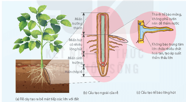 Lý thuyết Sinh 11 Kết nối tri thức Bài 2: Trao đổi nước và khoáng ở thực vật