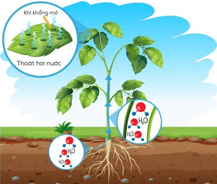 Lý thuyết Sinh 11 Kết nối tri thức Bài 2: Trao đổi nước và khoáng ở thực vật