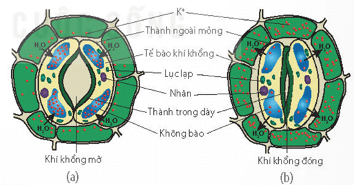 Lý thuyết Sinh 11 Kết nối tri thức Bài 2: Trao đổi nước và khoáng ở thực vật