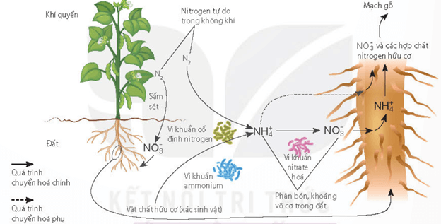 Lý thuyết Sinh 11 Kết nối tri thức Bài 2: Trao đổi nước và khoáng ở thực vật
