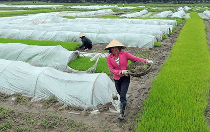 Lý thuyết Sinh 11 Kết nối tri thức Bài 2: Trao đổi nước và khoáng ở thực vật