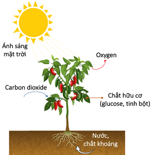 Lý thuyết Sinh 11 Kết nối tri thức Bài 20: Sinh trưởng và phát triển ở thực vật