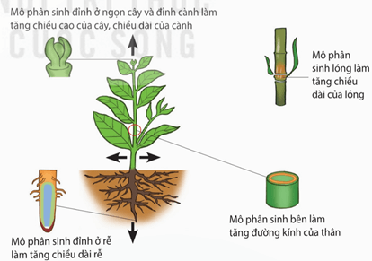 Lý thuyết Sinh 11 Kết nối tri thức Bài 20: Sinh trưởng và phát triển ở thực vật