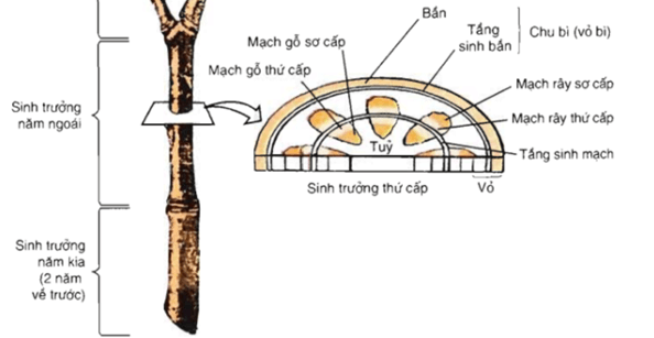 Lý thuyết Sinh 11 Kết nối tri thức Bài 20: Sinh trưởng và phát triển ở thực vật