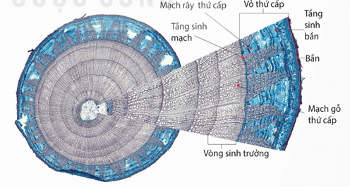 Lý thuyết Sinh 11 Kết nối tri thức Bài 20: Sinh trưởng và phát triển ở thực vật