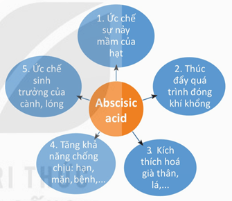 Lý thuyết Sinh 11 Kết nối tri thức Bài 20: Sinh trưởng và phát triển ở thực vật