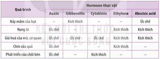 Lý thuyết Sinh 11 Kết nối tri thức Bài 20: Sinh trưởng và phát triển ở thực vật