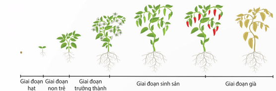 Lý thuyết Sinh 11 Kết nối tri thức Bài 20: Sinh trưởng và phát triển ở thực vật