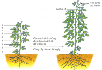 Lý thuyết Sinh 11 Kết nối tri thức Bài 20: Sinh trưởng và phát triển ở thực vật