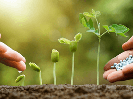 Lý thuyết Sinh 11 Kết nối tri thức Bài 20: Sinh trưởng và phát triển ở thực vật