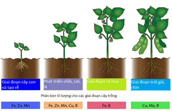 Lý thuyết Sinh 11 Kết nối tri thức Bài 20: Sinh trưởng và phát triển ở thực vật