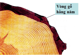 Lý thuyết Sinh 11 Kết nối tri thức Bài 20: Sinh trưởng và phát triển ở thực vật