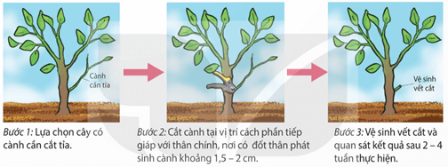 Lý thuyết Sinh 11 Kết nối tri thức Bài 21: Thực hành: Bấm ngọn, tỉa cành, xử lí kích thích tố và tính tuổi cây
