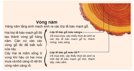 Lý thuyết Sinh 11 Kết nối tri thức Bài 21: Thực hành: Bấm ngọn, tỉa cành, xử lí kích thích tố và tính tuổi cây