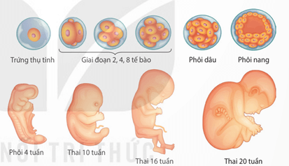 Lý thuyết Sinh 11 Kết nối tri thức Bài 22: Sinh trưởng và phát triển ở động vật
