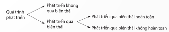 Lý thuyết Sinh 11 Kết nối tri thức Bài 22: Sinh trưởng và phát triển ở động vật