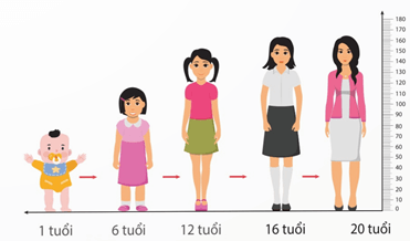 Lý thuyết Sinh 11 Kết nối tri thức Bài 22: Sinh trưởng và phát triển ở động vật