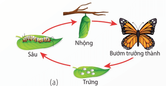 Lý thuyết Sinh 11 Kết nối tri thức Bài 22: Sinh trưởng và phát triển ở động vật