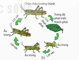 Lý thuyết Sinh 11 Kết nối tri thức Bài 22: Sinh trưởng và phát triển ở động vật