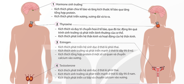 Lý thuyết Sinh 11 Kết nối tri thức Bài 22: Sinh trưởng và phát triển ở động vật