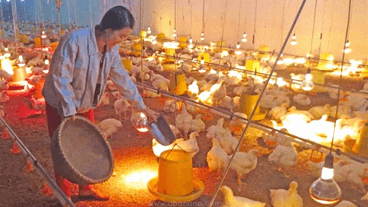 Lý thuyết Sinh 11 Kết nối tri thức Bài 22: Sinh trưởng và phát triển ở động vật