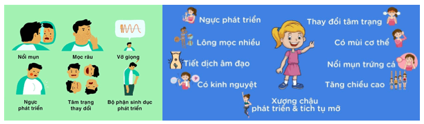 Lý thuyết Sinh 11 Kết nối tri thức Bài 22: Sinh trưởng và phát triển ở động vật