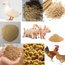 Lý thuyết Sinh 11 Kết nối tri thức Bài 22: Sinh trưởng và phát triển ở động vật